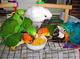 Huevos fértiles de loros y papagayos para la venta - Foto 1