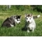 Husky siberiano macho y hembra en busca de nuevo hogar - Foto 1