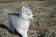 Husky siberiano para la adopción, - Foto 1
