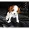 King Charles Cavalier King Charles Spaniel - Foto 1