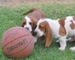 Lindo macho y hembra cachorros basset hound - Foto 1