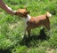 Los cachorros basenji en venta