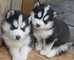 Los cachorros de husky siberiano con encanto para adopción