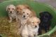 Los cachorros de labrador retriever en adopción,,