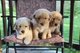 Los cachorros golden retriever macho y hembra