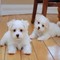 Los cachorros maltés blanco puro - Foto 1