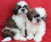 Los cachorros Shih Tzu Ahora Disponible - Foto 1