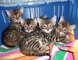 Los gatitos de bengala adorables para adopción