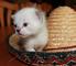 Masculino adorable y gatito persa hembra !!