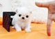 Milkose tiny navidad bichon maltes cachorros