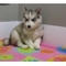 Niza cachorros Siiyberian Husky para su adopción - Foto 1