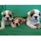 Para la venta: camada de cachorros de calidad rojo y blanco del d - Foto 1