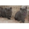 Pedigree gatitos azules británicos tenemos 3 hermosos gatitos de - Foto 1