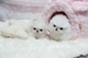 Perritos de Pomeranian disponibles adopción - Foto 1