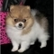 Perritos de Pomeranian masculinos - Foto 1