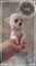 Puppydiamond chihuahuas miniatura nacionales - Foto 4