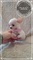 Puppydiamond chihuahuas miniatura nacionales - Foto 6