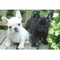 Pura Raza Salud Masculino y Femenino Bulldog Francés cachorros: - Foto 1