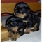 Querido kc cachorros lindo de rottweiler para adopción