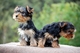 Regal cachorros yorkshire terrier