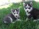 Regalo adiciones familiares dulces cachorros husky siberiano