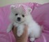 Regalo Blancos Akc Reg Cachorros Pomeranian Puros - Foto 1