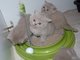 Regalo british shorthair kitte ..
