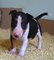 Regalo bull terrier cachorros macho y hembra