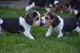 Regalo Cachorros Beagle - Foto 1