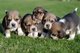 Regalo cachorros beagle