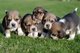 Regalo cachorros beagle