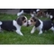 Regalo Cachorros beagle - Foto 1
