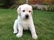 Regalo Cachorros de Labrador hermosa lista ahora - Foto 1