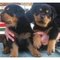 Regalo cachorros de rottweiler para adopción