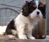 Regalo cachorros housebreak acumulados rey cavalier