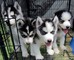 Regalo cachorros husky listo