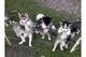 Regalo cachorros pedigree husky siberiano listo