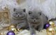 Regalo gatitos ng gris británico de pelo corto disponibles
