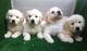 Regalo goldens hermosos cachorros de oro