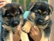 Regalo Hermosas Sable cachorros pastor alemán - Foto 1