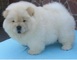 Regalo Hermoso cachorro Chow Chow .. - Foto 1