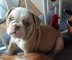 Regalo Hermosos cachorros de bulldog inglés - Foto 1