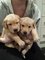 Regalo Hermosos Cachorros Golden Retriever - Foto 1