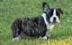Regalo Hombre cachorro de Bulldog francés - Foto 1