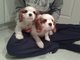 Regalo Los cachorros Cavalier King Charles Spaniel - Foto 1