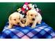 Regalo los cachorros de labrador retriever