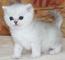 Regalo Masculino registrado y gatitos británicos de Shorthair fem - Foto 1