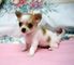 Regalo Mini Chihuahua cachorros - Foto 1