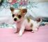 Regalo mini chihuahua cachorros