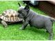 Regalo Solid azules cachorros de Bulldog francés disponibles - Foto 1